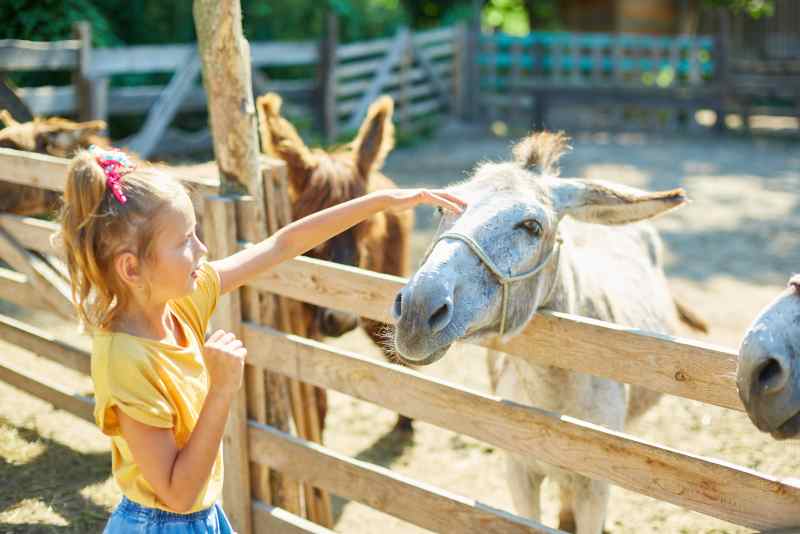 Diverty Parc : le parc de loisirs en Ille-et-Vilaine pensé pour les petits L'enfant dans la nature